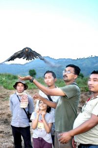 amur-falcon