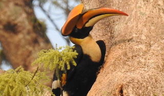 Hornbill