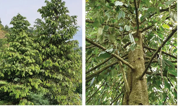 Researchers discover new species of tree in Arunachal Pradesh