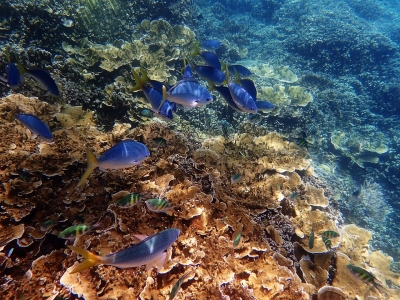 Most Australians unaware of extinction crisis: Report