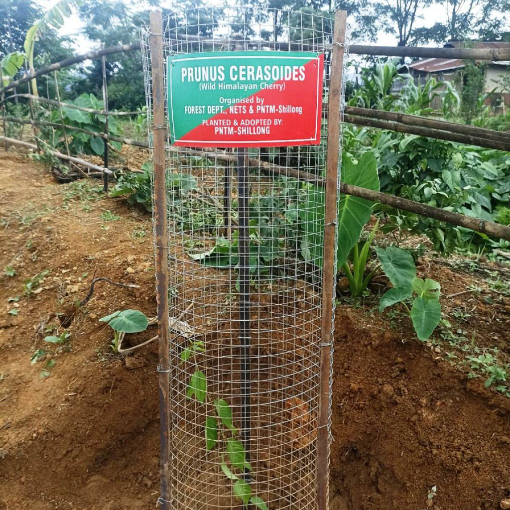 Poumai students in Shillong adopt cherry saplings at Naamai Zho (4)