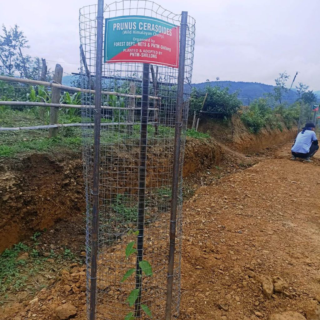 Poumai students in Shillong adopt cherry saplings at Naamai Zho (4)