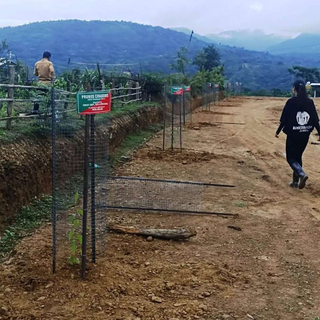 Poumai students in Shillong adopt cherry saplings at Naamai Zho (4)