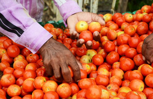Tomatoes to be sold at INR 80 per kg from today across country, says govt