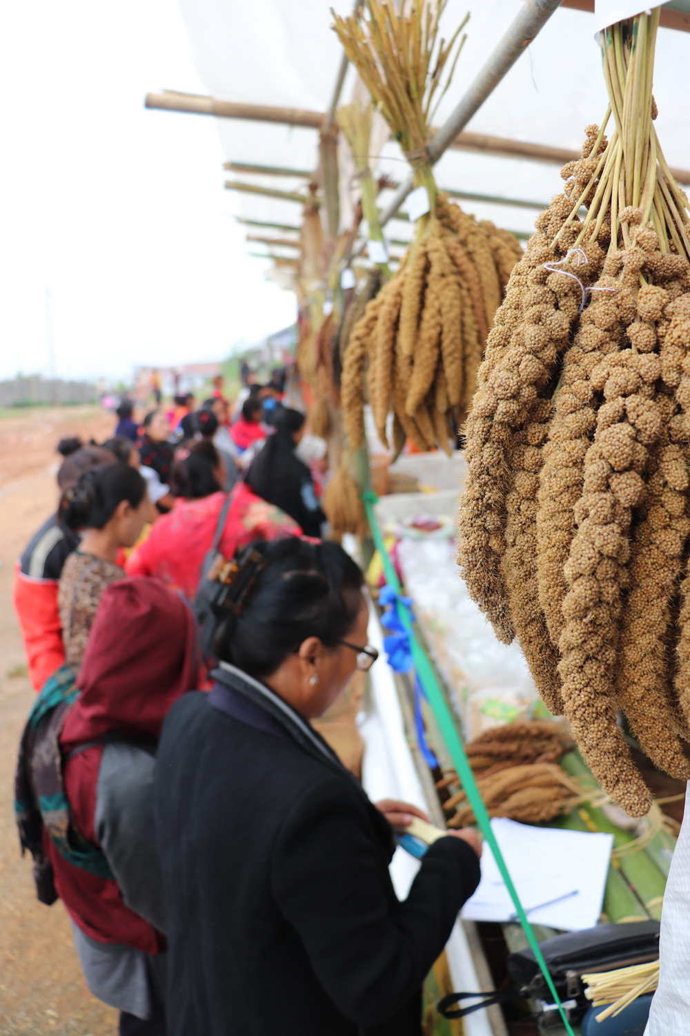 NEN urges farmers to revive millet farming