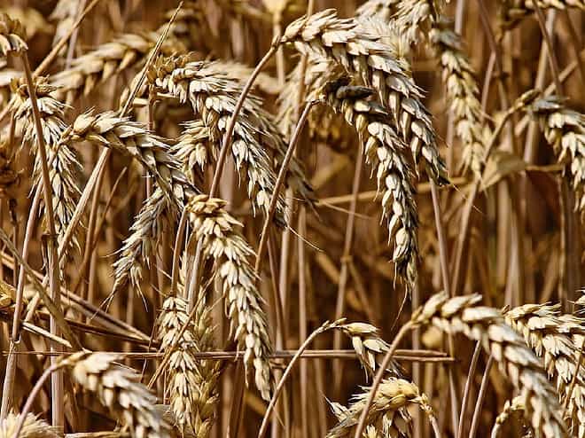 Grain export issue between Ukraine and Poland