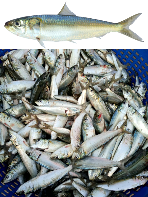 CMFRI scientists unearth genome secrets of 'Indian oil sardine' fish