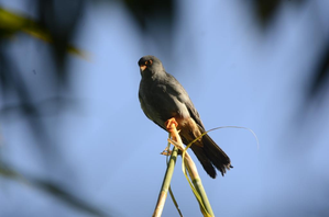 Amur falcon