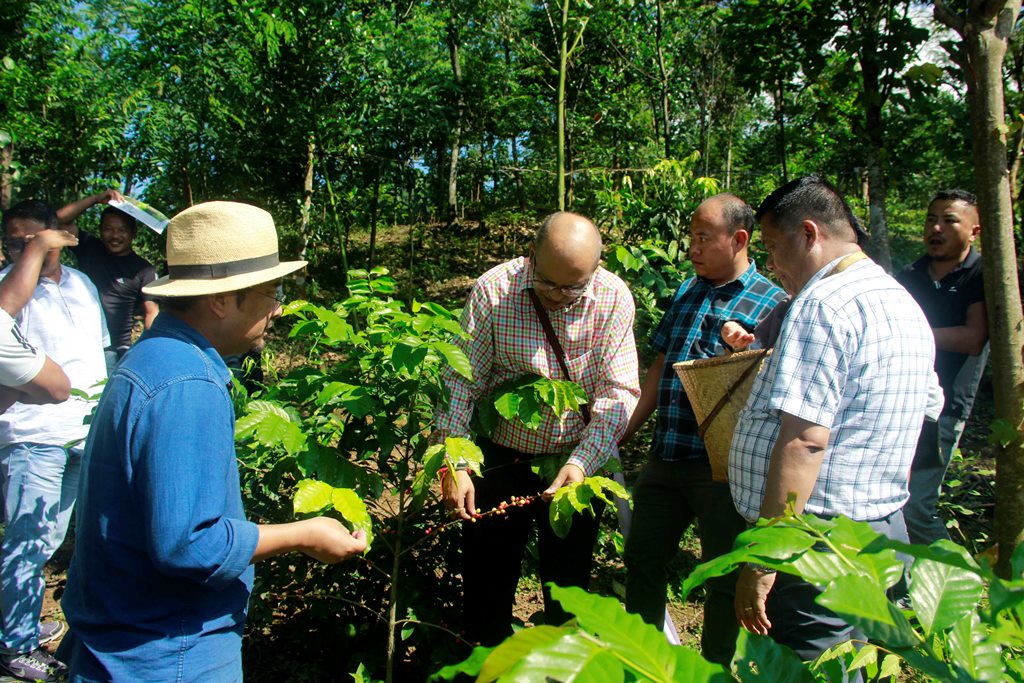 coffee farming