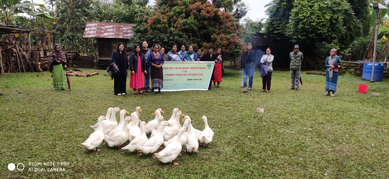 Duck farming