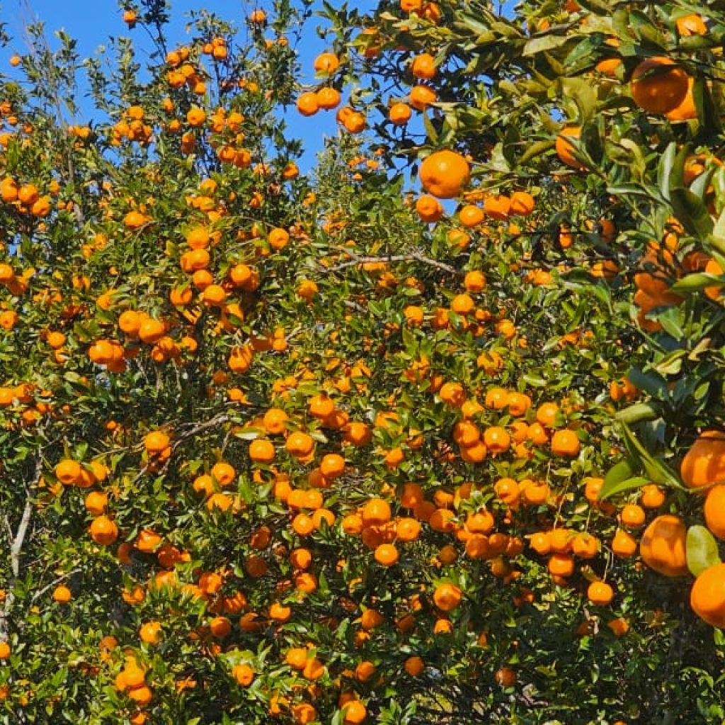 4th Rüsoma Orange Festival