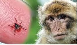 Monkey Fever
