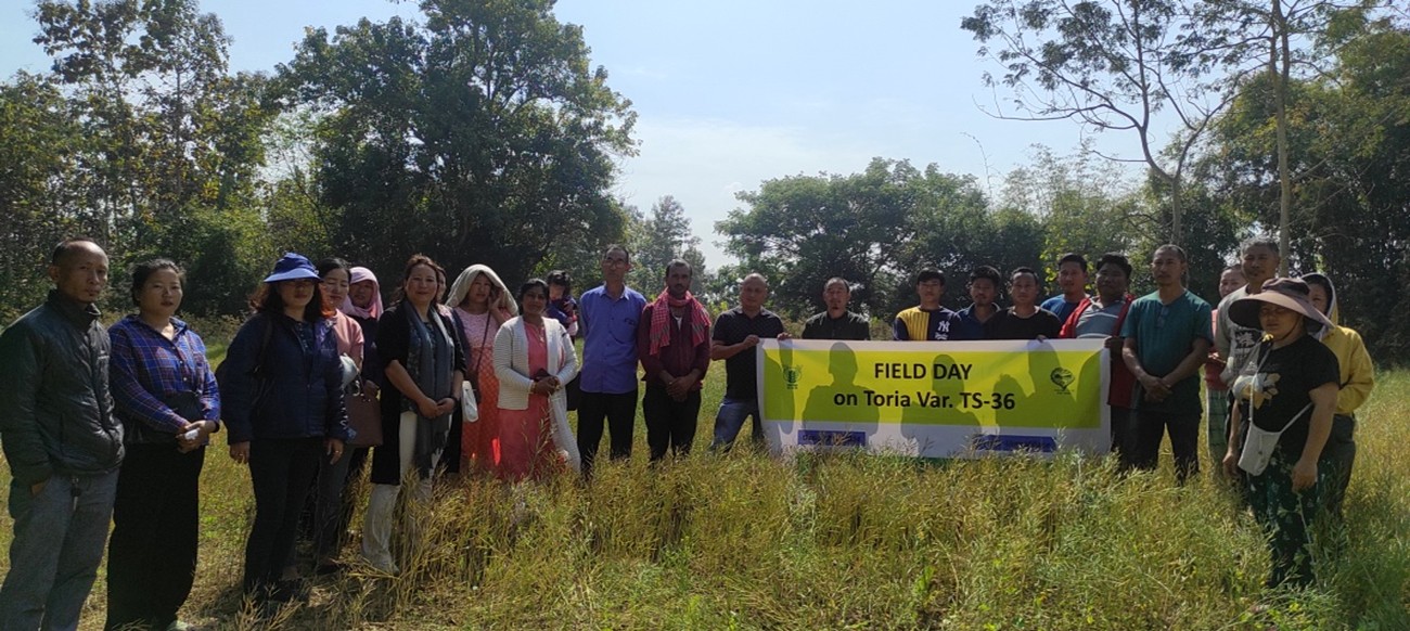 KVK Dimapur conducts field day on toria cultivation