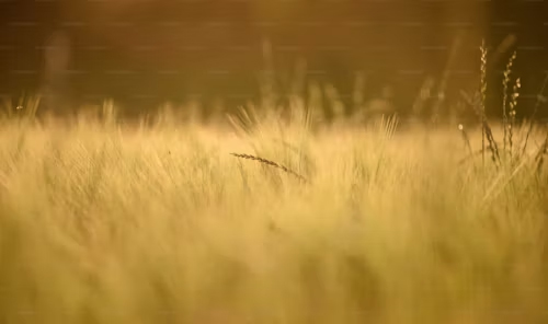 Centre fixes 320 lakh tonnes wheat procurement target, 6 lakh tonnes for millets