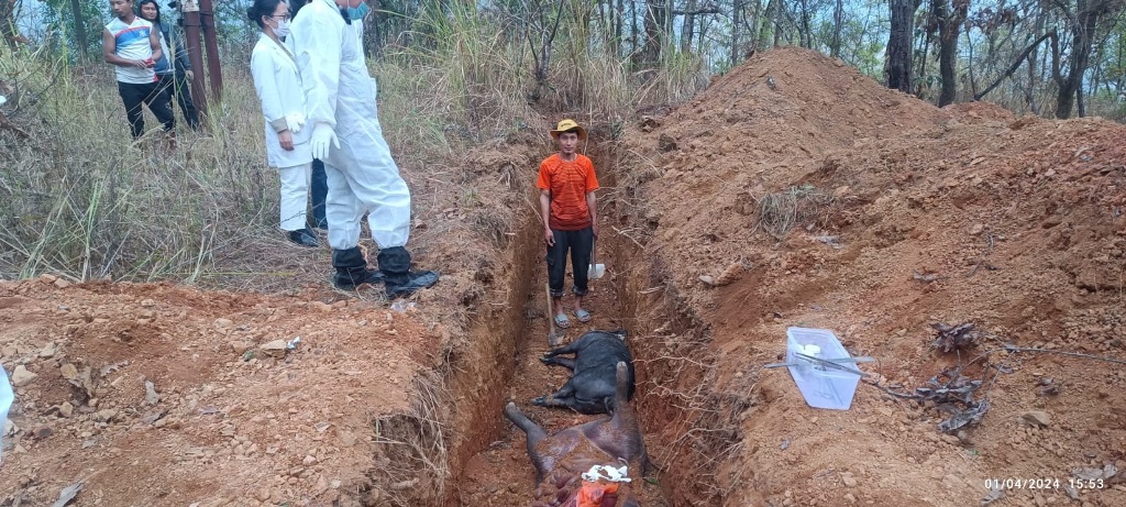 African swine fever