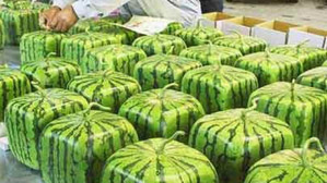 Now get square-shaped watermelons this summer
