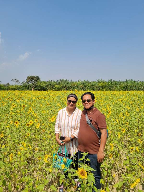 Sunflower