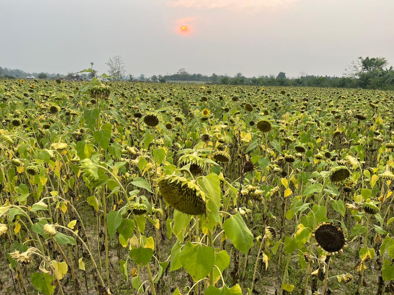 Sunflower