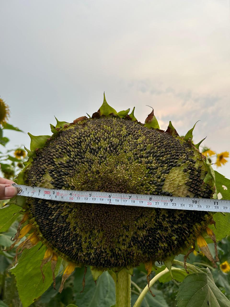 Sunflower