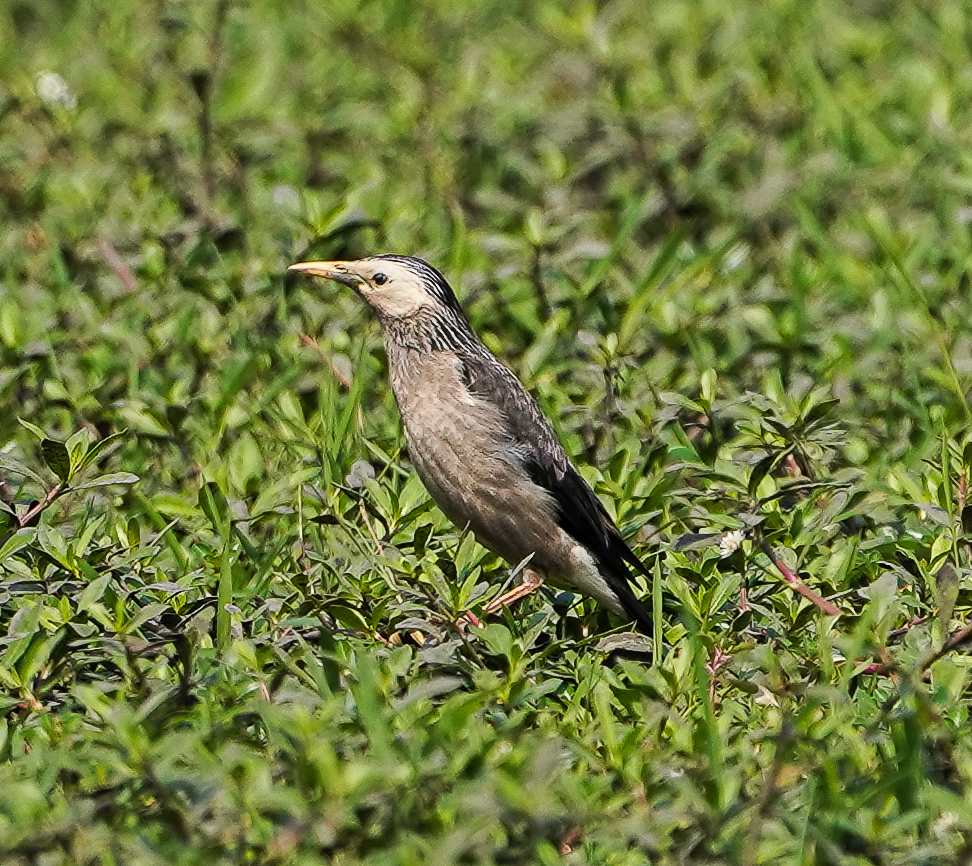 Starling