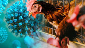 H5N1 bird 