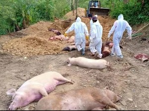 African Swine Fever