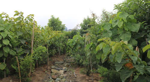 Miyawaki forest