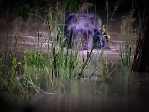 Kaziranga National Park