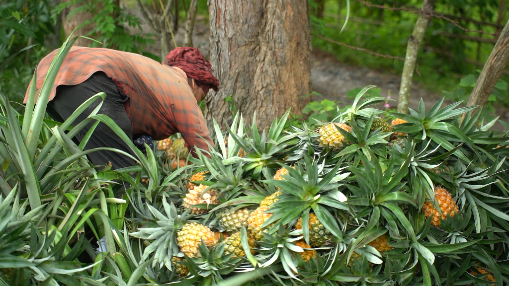 Pineapple