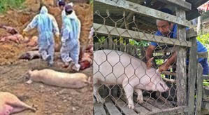 ASF outbreak unabated in Mizoram - over 28,350 pigs killed or culled