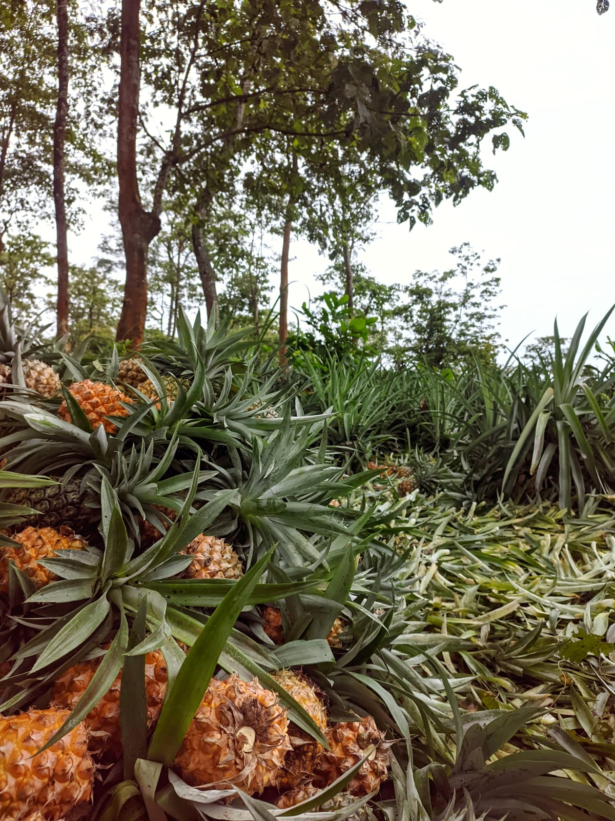 Pineapple