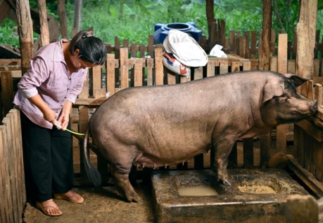 ARTIFICIAL INSEMINATION