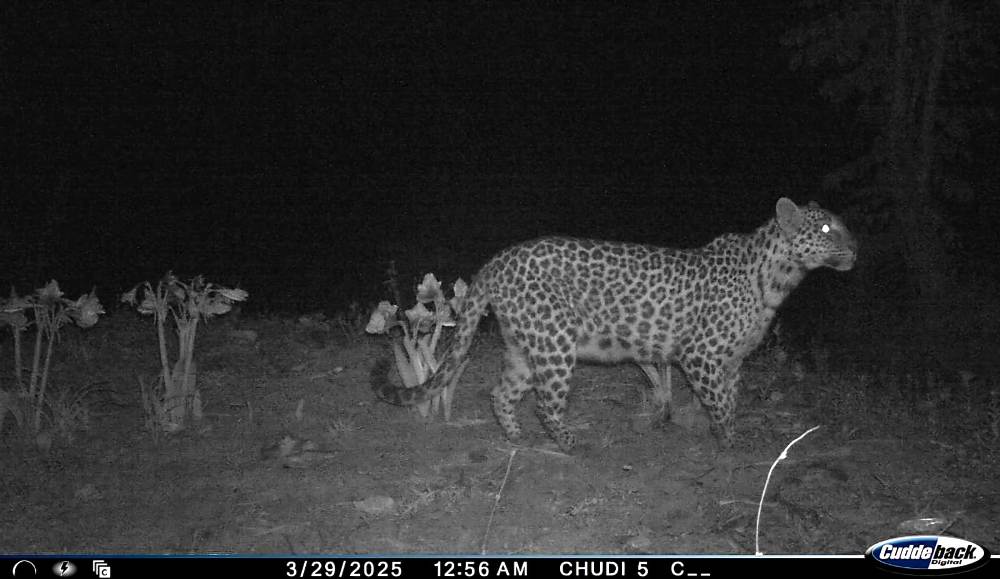 Public warned as leopard spotted in Wokha district