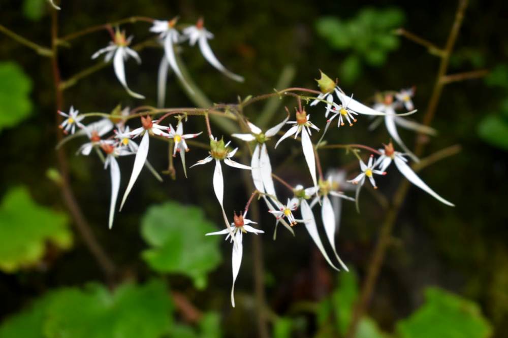 Rare plant species discovered in Nagaland, a first for India