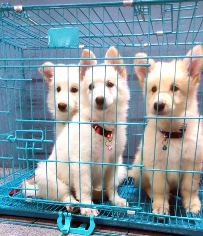 turning pet passion into profession: Insights from a local entrepreneur