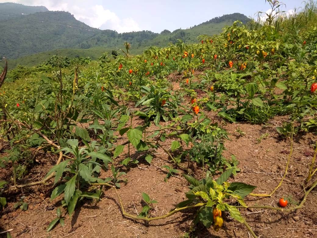 Naga King Chilli faces market heat from interstate competition