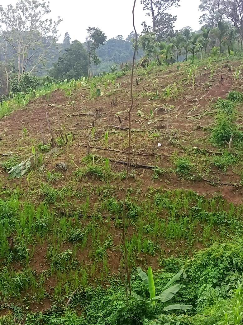 Nagaland: Wild elephant rampage causes havoc in Yanmhon Old Village