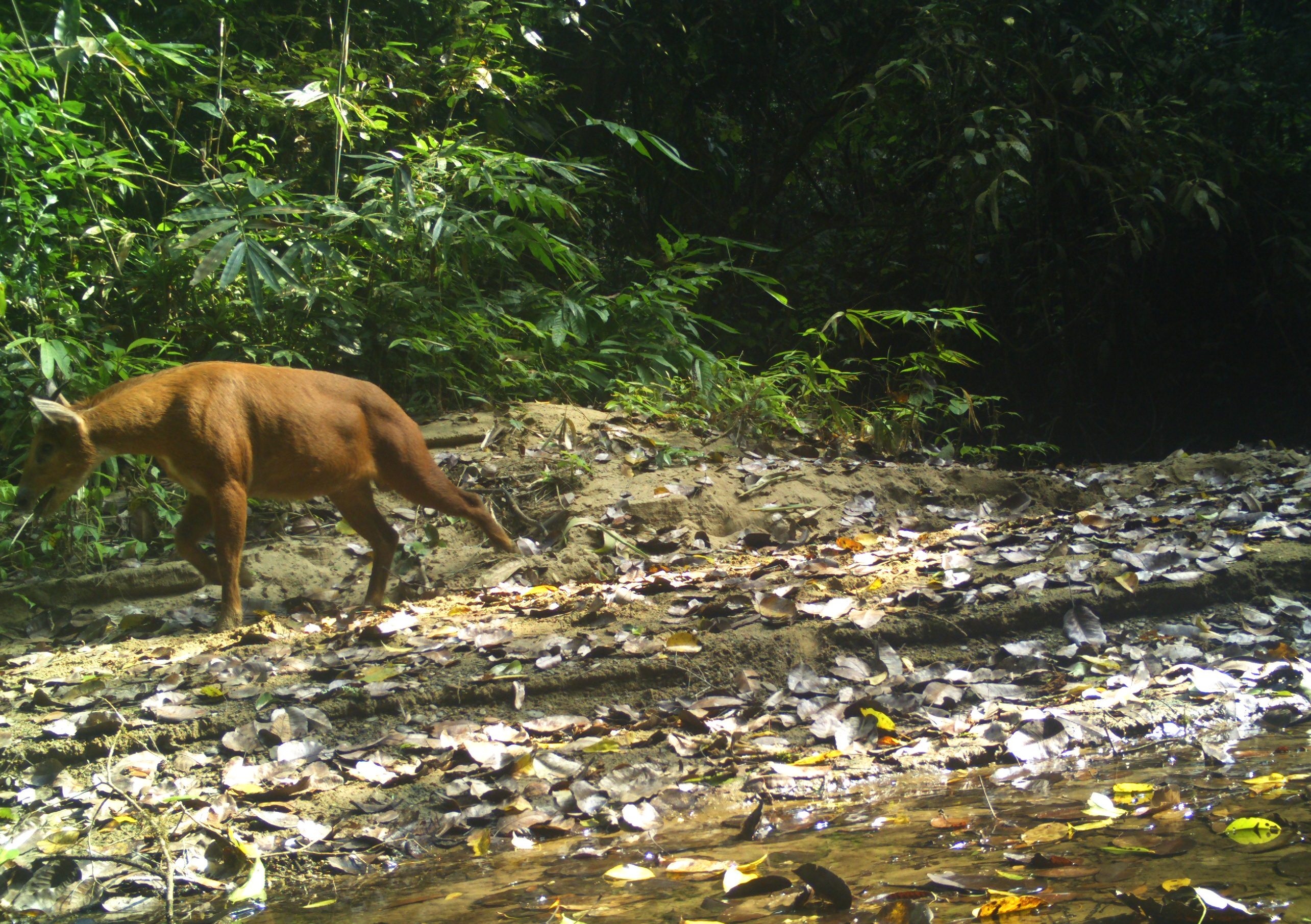 Inside intangki and khelia, where every animals on camera is also a target