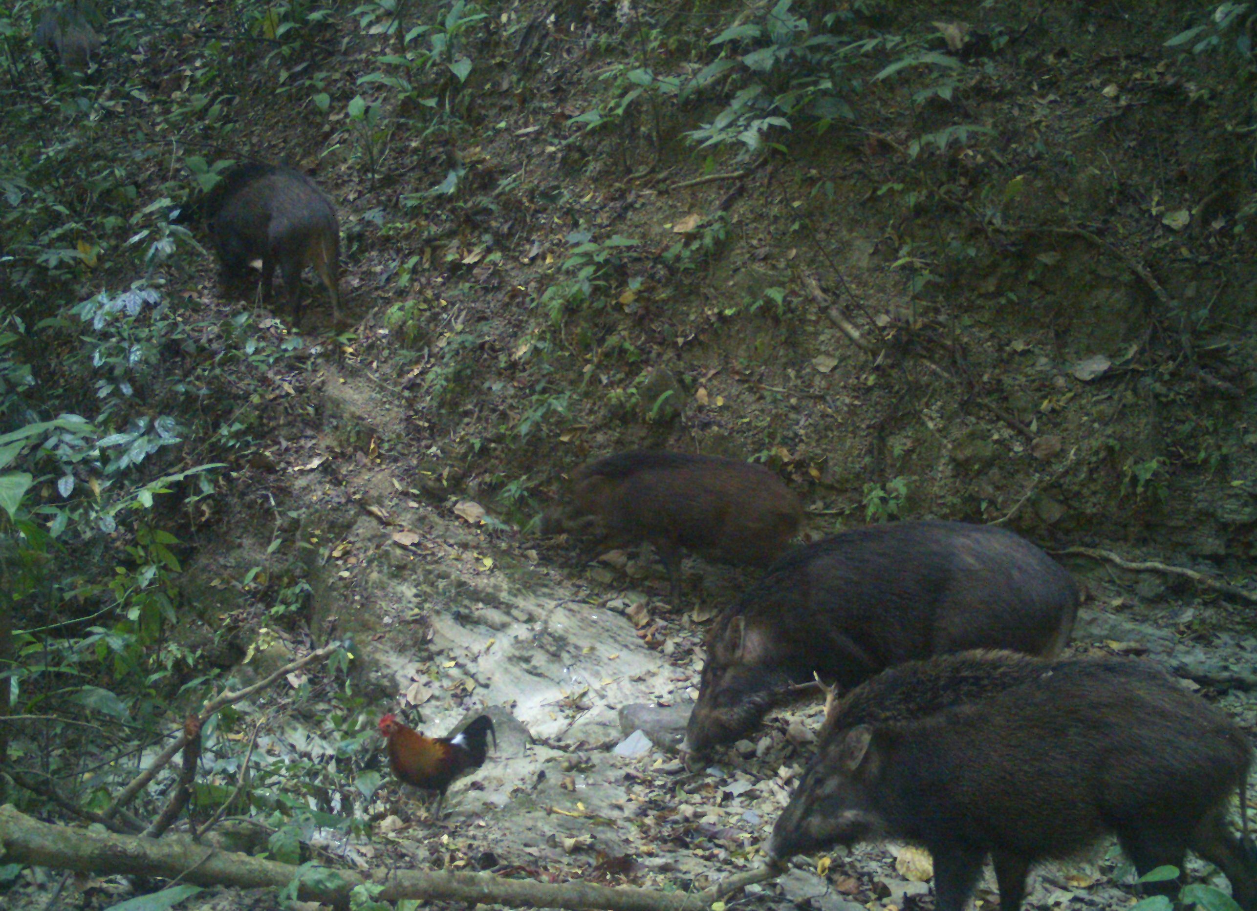 Inside intangki and khelia, where every animals on camera is also a target