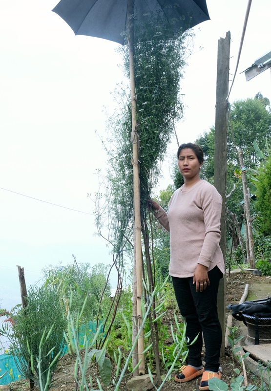 Seyieneinuo with the record-breaking coriander plant in her kitchen garden in Wokha village. Tallest coriander plant in the world